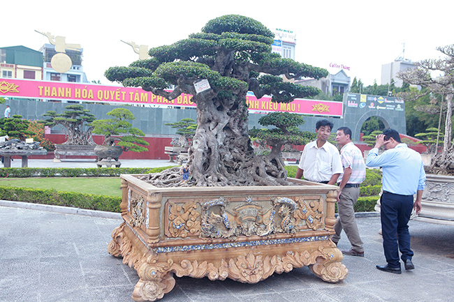 Ông Dương Văn Mười &#40;Thường Tín, Hà Nội&#41; cho biết, tác phẩm “Tiên lão giáng trần” là phần ngọn&nbsp;được cắt ra từ cây gốc. Sau 11 năm tạo tác, nuôi dưỡng cây có giá trị nghệ thuật cao và có giá khoảng 16 tỷ đồng.