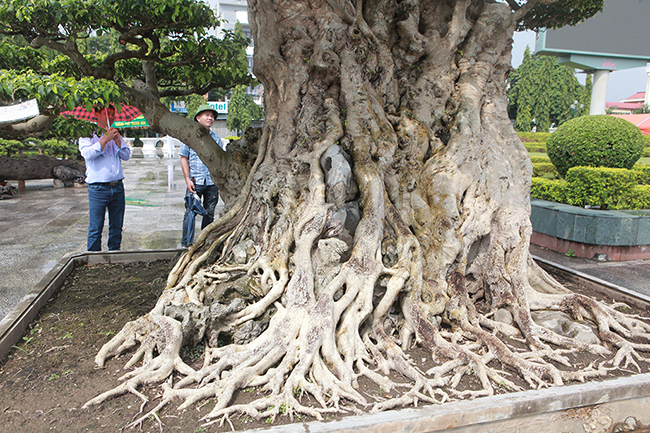 Phần gốc và thân cây nổi nhiều u cục, bệ rễ khủng. Khi tưới nước vào cây, màu da cây sẽ chuyển sang màu đồng, chỉ có cây nhiều năm tuổi mới có đặc điểm này.