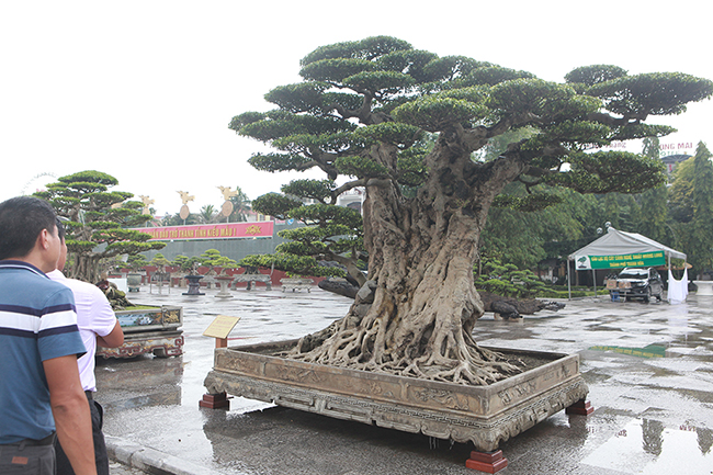 Ông Mười đặt tên cho&nbsp;cây sanh cổ là&nbsp;“Thiên địa nhân”, có ý nghĩa đây là tinh túy của con người, của trời đất.