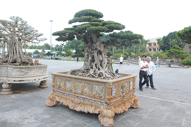 Phần ngọn cây – “Tiên lão giáng trần” từng được một đại gia ở Việt Trì trả giá 16 tỷ đồng