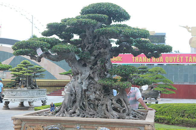 Cây sanh này cho ra bộ rễ đẹp, thân kỳ quái với những vết sẹo của năm tháng hằn lên, mốc trắng...