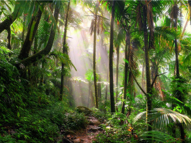 Vườn quốc gia El Yunque, Puerto Rico: Nơi đây là một trong những hệ sinh thái đa dạng nhất trên Trái đất. Khu rừng này là nơi sinh sống của các loài vẹt, rắn, ếch, thằn lằn,….