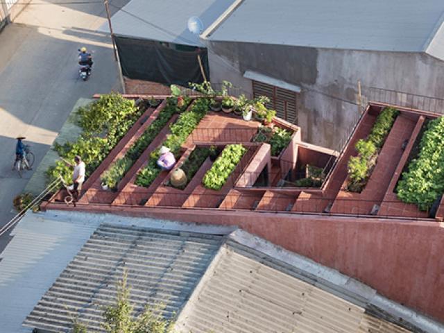 Vườn rau 7 bậc thang trên mái nhà ở Quảng Ngãi lên báo Mỹ