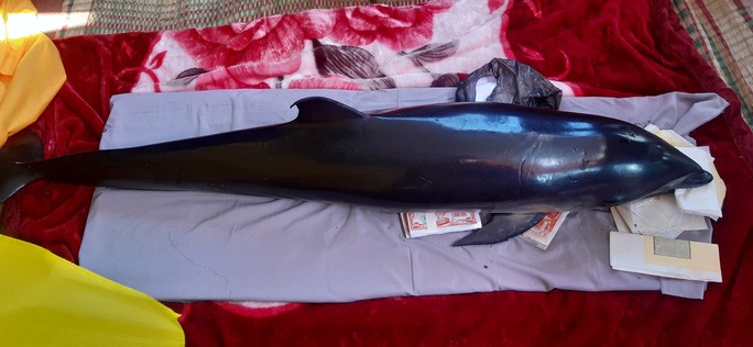 Cá voi vợ chồng anh Hùng bắt được ở đầm Thị Nại