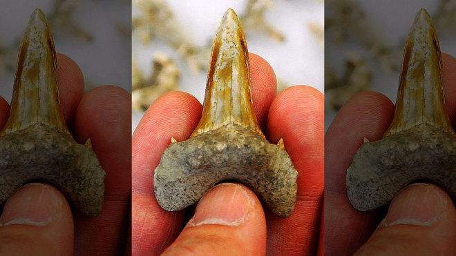 Chiếc răng đáng sợ của "quái vật" cá mập cổ đại - ảnh do nhóm nghiên cứu cung cấp