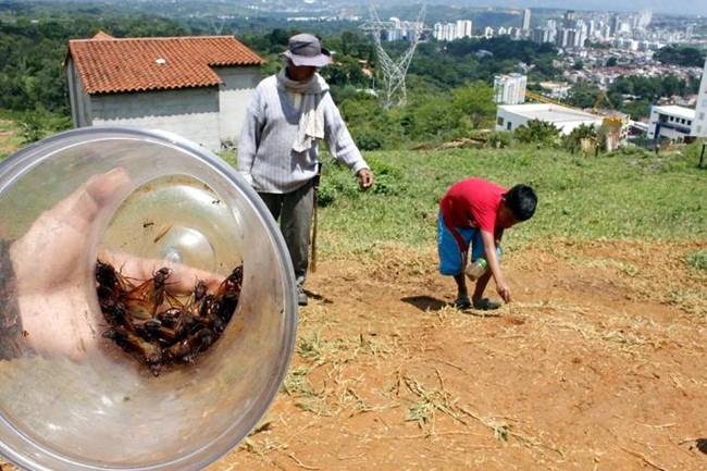 Người ta đã dùng loài kiến này làm đồ ăn từ hàng trăm năm trước. Những người đầu tiên dùng kiến mông to để ăn là các bộ lạc sống ở Colombia thời xa xưa.