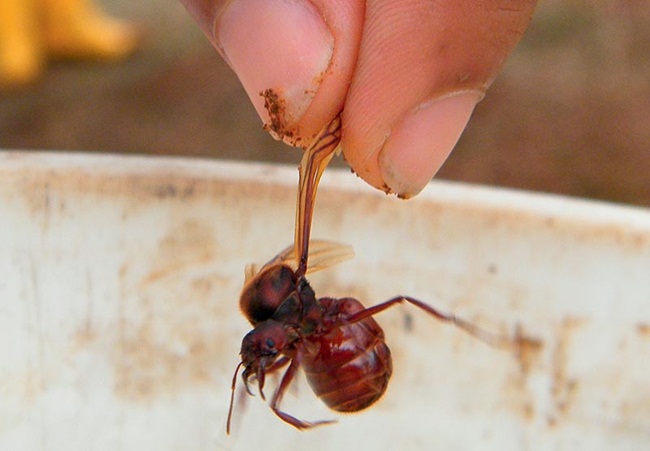 Ngoài protein, bên trong con kiến còn chứa ít chất béo bão hòa. Có người địa phương còn quảng cáo loài kiến này có tác dụng kích thích "chuyện ấy".