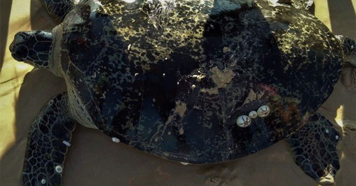 Rùa biển quý hiếm dính lưới ngư dân Quảng Trị (Ảnh: KBTBĐ Cồn Cỏ)