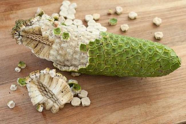 Loại quả này còn có tên là &#34;quái vật&#34; vì từ &#34;Monstera&#34; đã có nghĩa là &#34;quái vật&#34;, còn từ &#34;deliciosa&#34; có nghĩa là ngon.&nbsp;