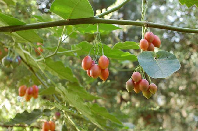 Tamrillo (hay được biết tới với tên gọi cà chua thân gỗ) là cây có nguồn gốc từ vùng núi Andes của Bolivia, tây bắc Argentina. 