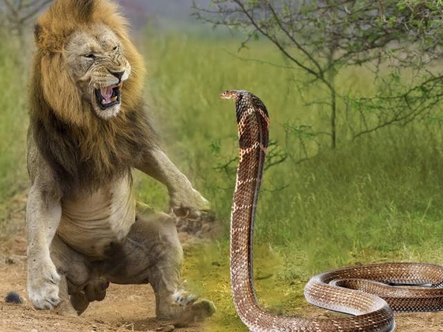 Cú táp kinh hoàng của rắn hổ mang chúa khi đối đầu sư tử