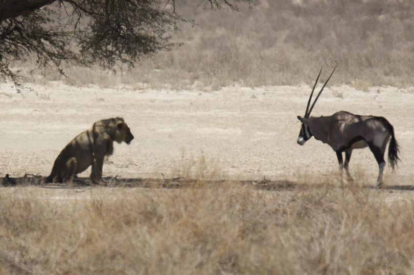 Khoảnh khắc linh dương sừng kiếm đối mặt sư tử.