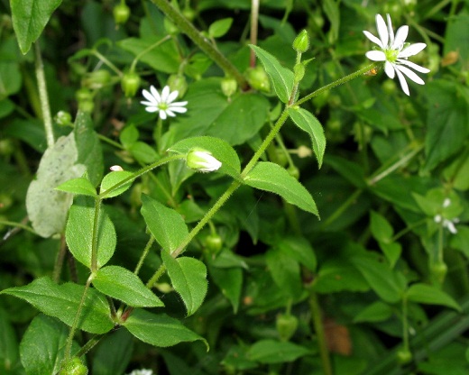 Những loại rau dại &#34;ngon xuất sắc&#34;: Không thử một lần thì phí đời - 2