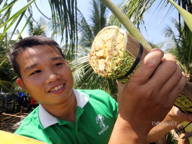 Nghề cực lạ ở Việt Nam: Massage hoa dừa để kích thích chảy... mật