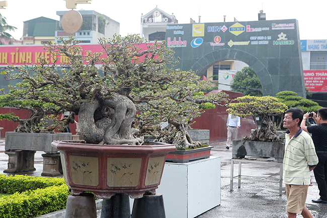 Tại triển lãm cây cảnh tỉnh Thanh Hóa mới đây, tác phẩm dâm bụt cổ thụ được du khách và giới chơi cây chú ý.