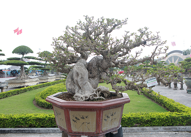 Anh Ngô Vĩnh Cường &#40;TP. Hồ Chí Minh&#41;, chủ nhân của tác phẩm cho biết, cây có nguồn gốc từ Đài Loan, ở Việt Nam không có cây nào lớn như vậy.