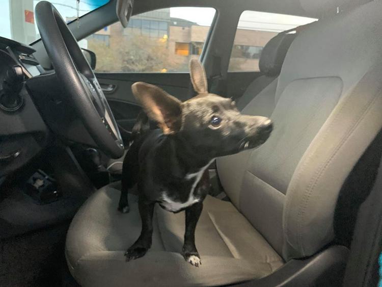 Cảnh sát địa phương chia sẻ hình ảnh con chó giống Chihuahua ở trong ô tô