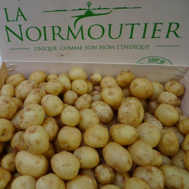 Nếu tính cụ thể thì diện tích trồng khoai tây La Bonnotte chỉ chiếm 5% diện tích trong tổng số khoai tây ở Noirmoutier.