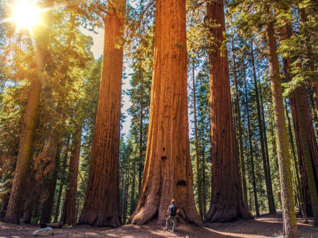 Vườn quốc gia Sequoia, Mỹ: Những cây tùng bách nổi tiếng ở bang Northern California có thể được tìm thấy trong vườn quốc gia Sequoia. Đây là loại cây lớn nhất và sống lâu nhất trên Trái đất.
