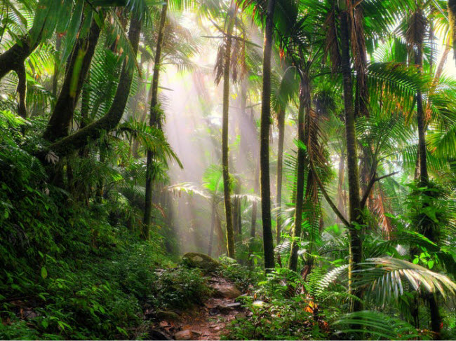 Vườn quốc gia El Yunque, Puerto Rico: Nằm ở ngoại ô thành phố San Juan, vườn quốc gia El Yunque là một trong những hệ sinh thái đa dạng nhất trên Trái đất.
