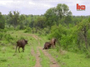 Thế giới - Video: Sư tử chuẩn bị &quot;làm cỗ&quot; trâu rừng, không ngờ bị trâu khác húc tung lên trời