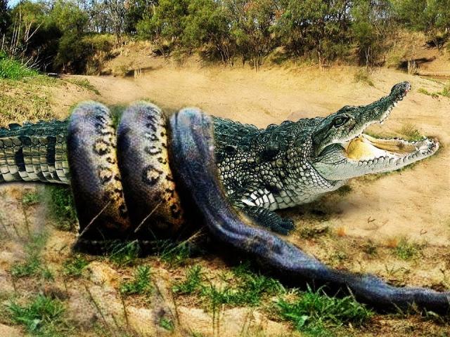 ”Mãng xà” khổng lồ liều lĩnh đòi ăn thịt cá sấu và cái kết