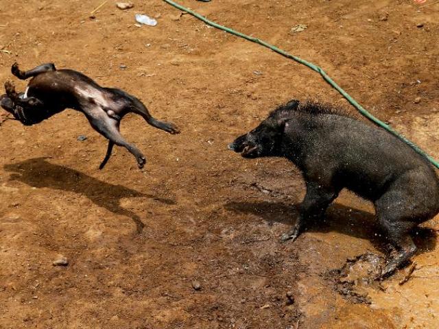 Màn kịch chiến kinh hoàng giữa chó pitbull và lợn rừng