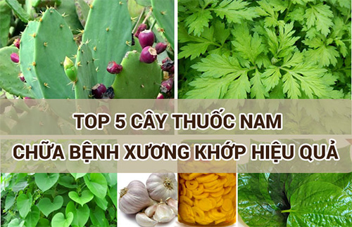 Lợi ích của sử dụng cây thuốc nam trong điều trị bệnh