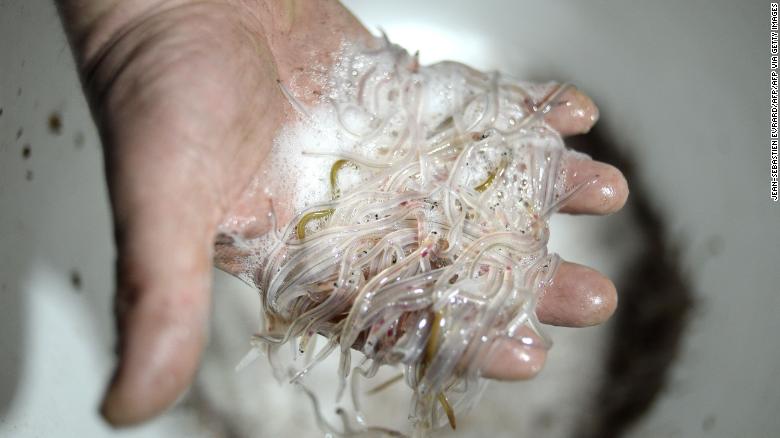 Lươn thủy tinh là động vật có hại tại châu Âu nhưng là món ngon tại Trung Quốc. Nguồn: CNN.