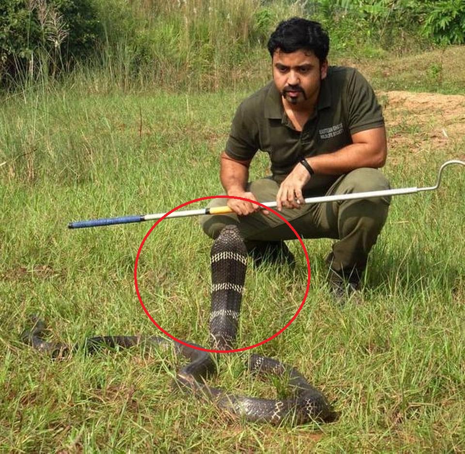Con rắn hổ mang chúa nặng 5,5 kg được phát hiện mò vào nhà vệ sinh ở Ấn Độ