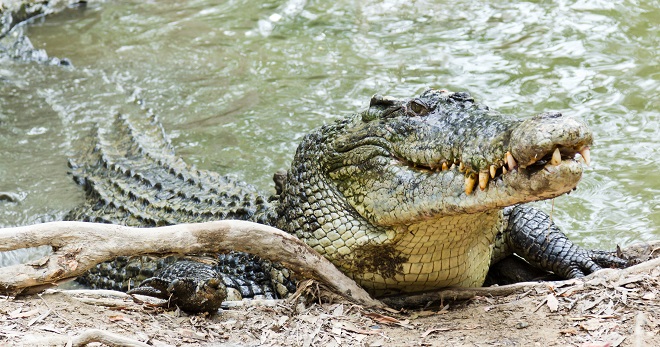 Cá sấu nước mặn đặc biệt to lớn, có thể nặng tới 1 tấn.