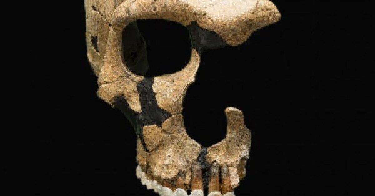 Hộp sọ mang dấu vết chiến tranh của người Neanderthals