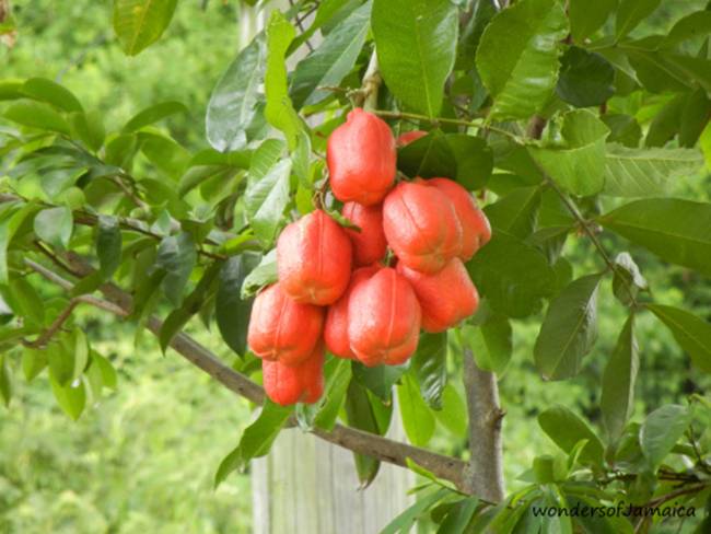 Ackee hay còn gọi là Akee là loại quả có màu đỏ tươi. Chúng có nguồn gốc từ khu vực nhiệt đới ở Tây Phi.