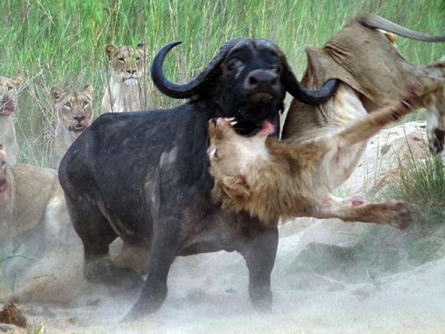 2 con sư tử ”bắt nạt” trâu rừng và cái kết kịch tính