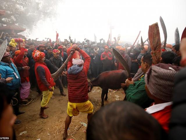 Nepal: 200 người dùng dao, kiếm thảm sát 3.500 con trâu trong khu đất rộng bằng sân bóng đá