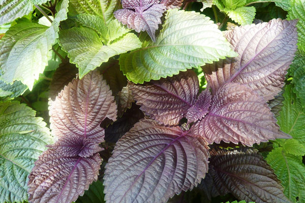 12 Cách trị mụn bọc sưng đỏ tại nhà an toàn hiệu quả nhất - 8