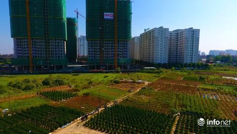 Đây là những ruộng đào với hàng nghìn gốc từ 1 đến 3 năm tuổi của người dân phường Đông Ngạc (Bắc Từ Liêm, Hà Nội) đã bị chết khô trong những ngày cận Tết Nguyên đán đang tới gần.