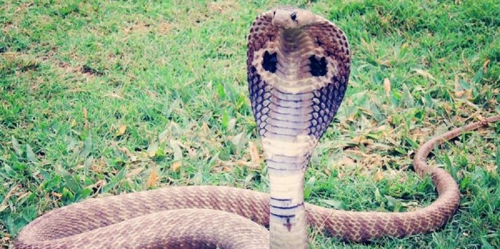Hổ mang chúa là một trong tứ đại rắn kịch độc ở Ấn Độ.