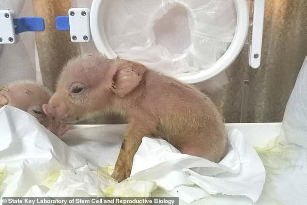 2 con "lợn khỉ" được tạo ra ở Trung Quốc