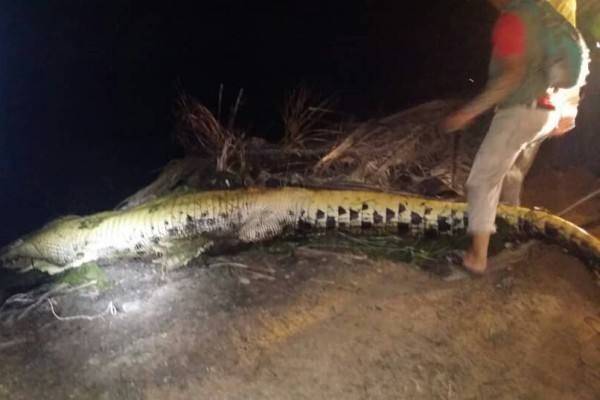 Con cá sấu dài 4,2m bị bắn chết ở Malaysia