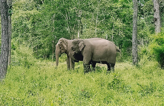 Hai con voi được thả về tự nhiên trong Vườn Quốc gia Yok Đôn. Ảnh: THANH NHÂN