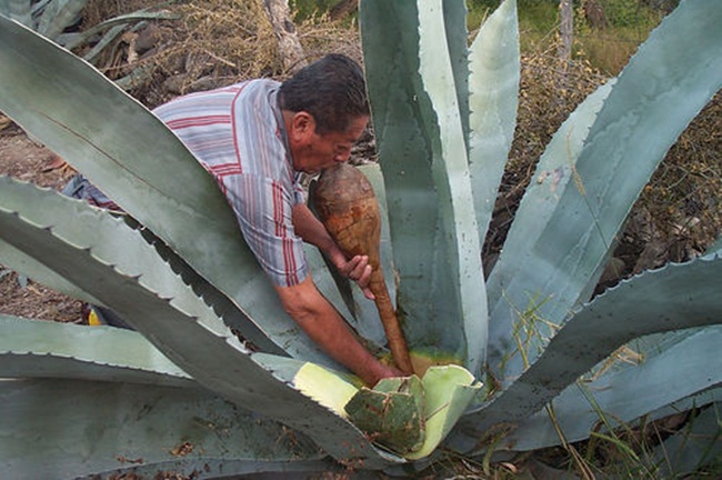 Những con sâu bướm maguey trắng và đỏ trú ngụ trên các lá của&nbsp;Agave tequilana và Agave Americaana, maguey ở miền Trung Mexico. Có thông tin nói chúng nằm trên cả xương rồng nhưng thông tin này không đúng.