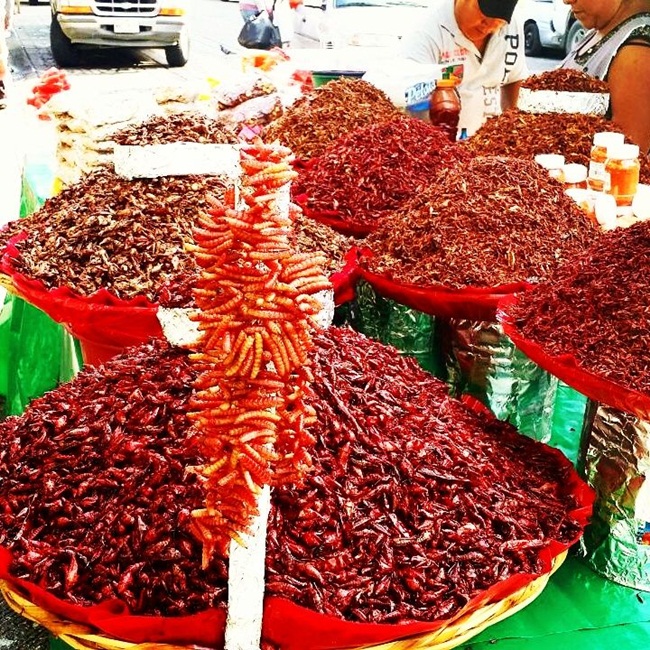 Chúng được xem là món bổ dưỡng, giàu protein trong ẩm thực Mexico.