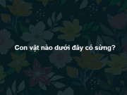 Giáo dục - du học - Trả lời đúng 15 câu hỏi sau bạn xứng đáng là &quot;siêu trí tuệ&quot;