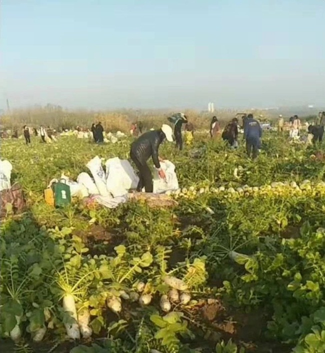 Các nông dân trồng củ cải này liên lạc với cảnh sát nhưng không ngăn nổi hàng ngàn người kéo đến lấy củ cải miễn phí.