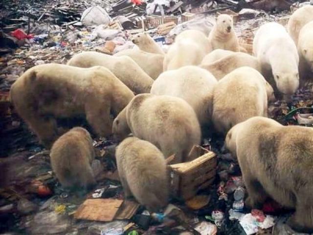 Hàng chục con gấu đói Bắc cực ”đại náo” ngôi làng Nga