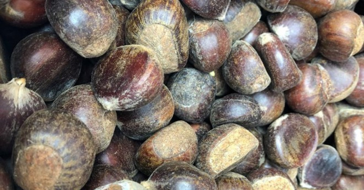 Hạt dẻ TQ 50-60.000 đồng/kg gắn mác hạt dẻ Trùng Khánh, Sapa thổi giá cao gấp 3 - 1