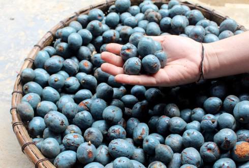 Tại Hà Nội, quả cọ đang được rao bán với giá 45.000-60.000 đồng/kg