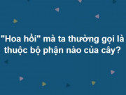 Giáo dục - du học - Thử sức với loạt câu hỏi hóc búa về đủ mọi lĩnh vực