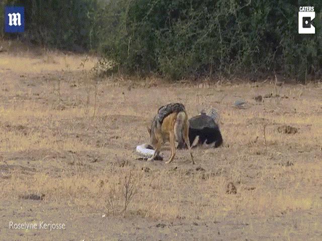 Video: Trăn lớn quấn chặt, sắp “chén” lửng mật, không ngờ cuối cùng lại bị lửng mật ăn thịt